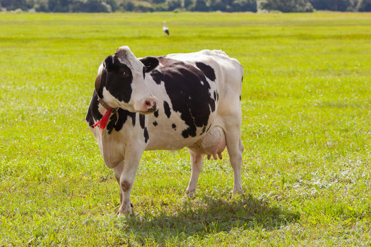 White-and-black dairy cow in pasture