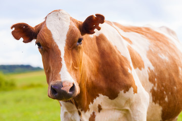 Fototapeta na wymiar Brown and white cow on greeen grass