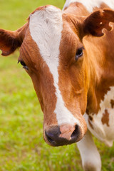 Brown and white cow on greeen grass