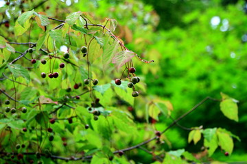 Hokkaido Sapporo city park