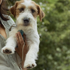Wire-haired Jack Russell Terrier 