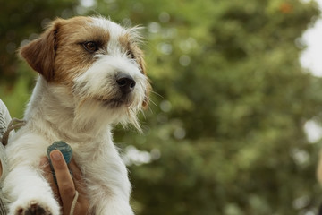 Wire-haired Jack Russell Terrier 