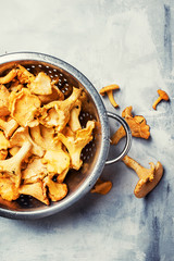 Raw chanterelle, gray background, top view