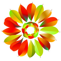 bright autumn leaves as a symbol of a flower on a white background