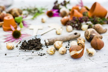 Flower bulbs and garden accessories for planting in the ground. 
