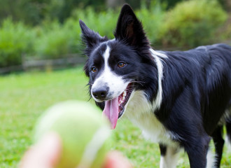 Border collie herding dog breed