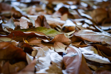 leaf rug close up - natural carpet