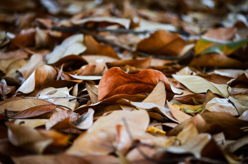 leaf rug close up - natural carpet