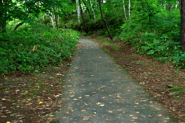 Promenade of Sapporo City park
