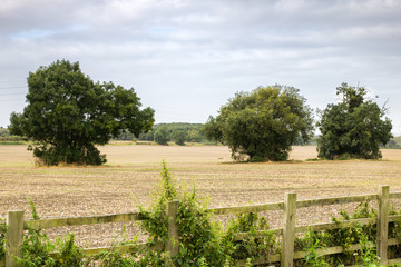Three trees in the field.