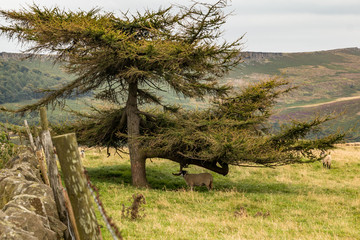 Sheep under tree.