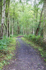 Fototapeta na wymiar Woodland foot path through the woods.