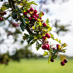 Hawthorn Bush Red Berries
