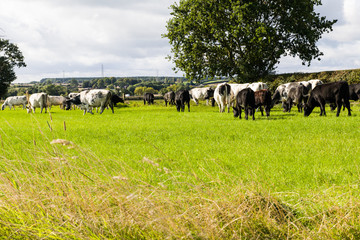Cattle in Field