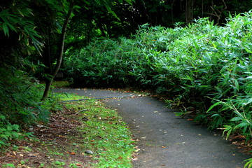 Obraz premium Promenade of Sapporo City park