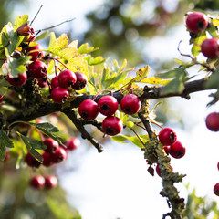 Hawthorn Bush Red Berries
