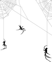 large three spiders in web on white