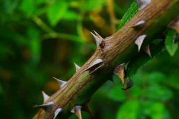 Throns on branch Amager Fælled Magic