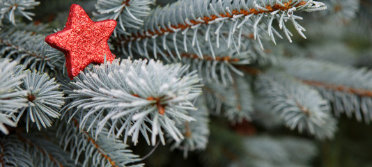 Blue Pine branches and red Christmas star.