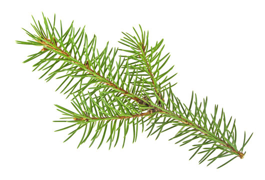 Branch of fir-tree isolated on a white background