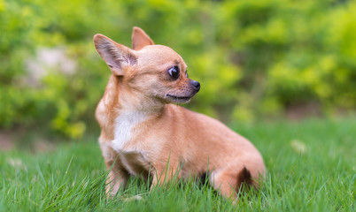 Chihuahua dog