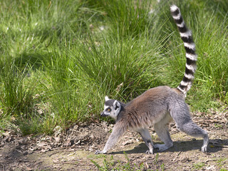 Ring-tailed lemur (Lemur catta) seen of profile and walking with tail in the air