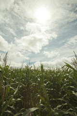 Maisfeld mit Himmel