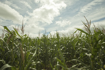 Maisfeld mit Himmel