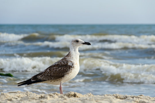 The bird gull close-up on the seashore
