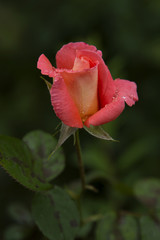 Pink Rose. Two-color Rose Sophia Loren