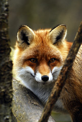 Fototapeta premium Rotfuchs am baum