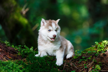Husky puppy in a wild forest © castenoid