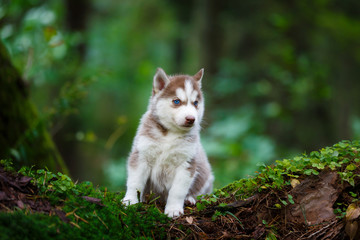 Husky puppy in a wild forest