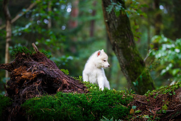 Husky puppy in a wild forest