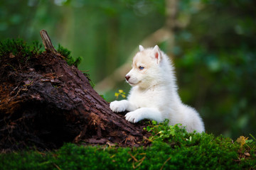Husky puppy in a wild forest © castenoid