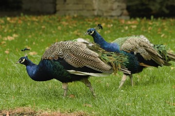 Fototapeta premium beautiful peacock in the castle garden