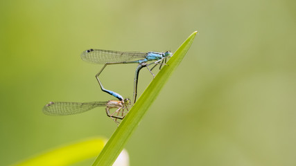 Libellen, Paarungsrad