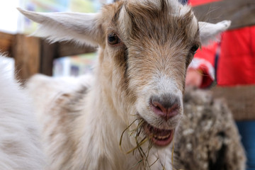 the head of the goat