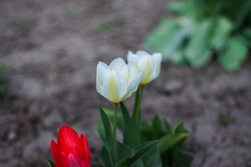 white tulips in the garden