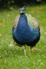 beautiful peacock in the castle garden