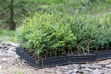 Small pine trees waiting to be planted in a forest