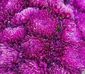 beautiful multicolored flowers of asters grown in the summer garden.