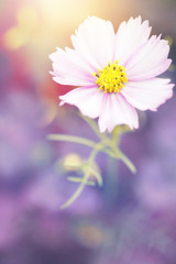 vintage nature flower on soft colorful background. Autumn outdoor macro closeup photo