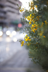 flowers at street