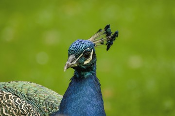 Naklejka premium beautiful peacock in the castle garden
