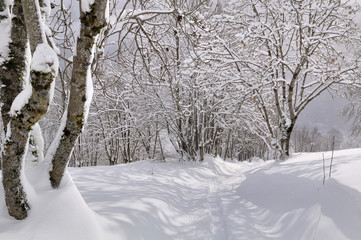 chemin tracé dans la neige dans la forêt