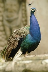 Naklejka premium beautiful peacock in the castle garden