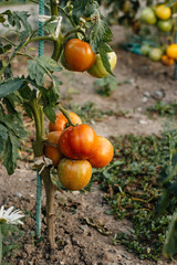 Growing tomatoes  ready for picking