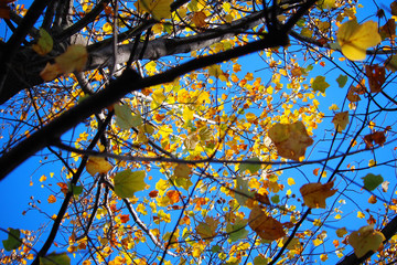 Blue sky, Yellow leaf
