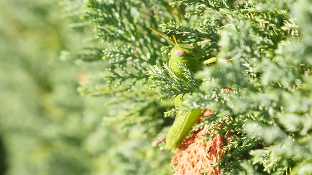 Green Grasshopper. Macro, Colorful. 4k slow motion